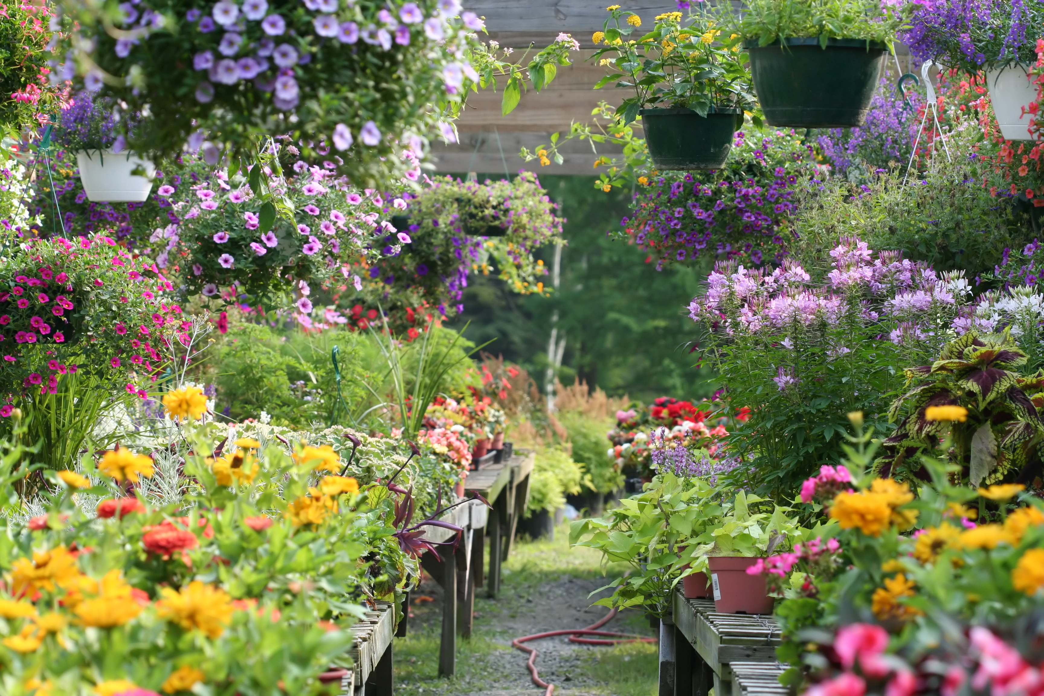 Carpe Diem Es Ist Gartenzeit